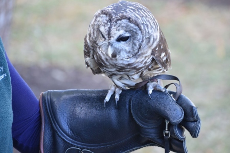 101019owl
